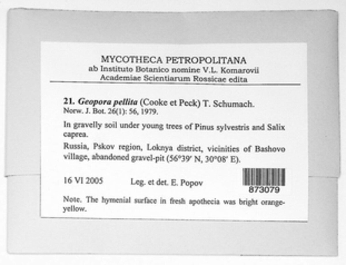 Geopora pellita image